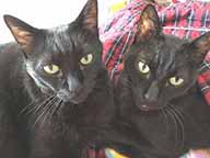 ２匹の黒い猫